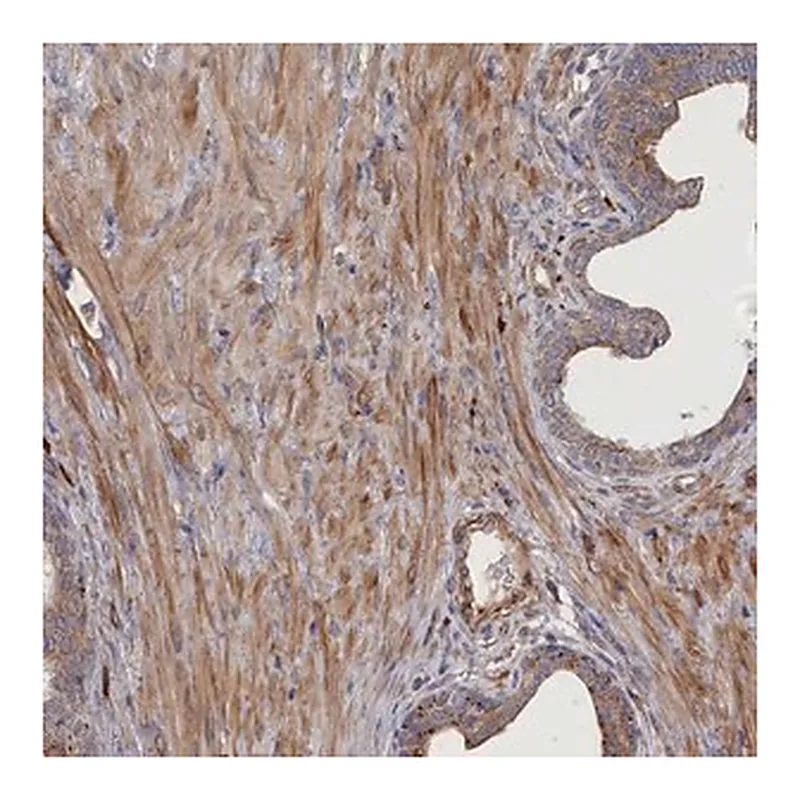 Merck Anti-FILIP1L antibody produced in rabbit