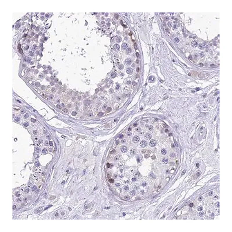 Merck Anti-MIIP antibody produced in rabbit