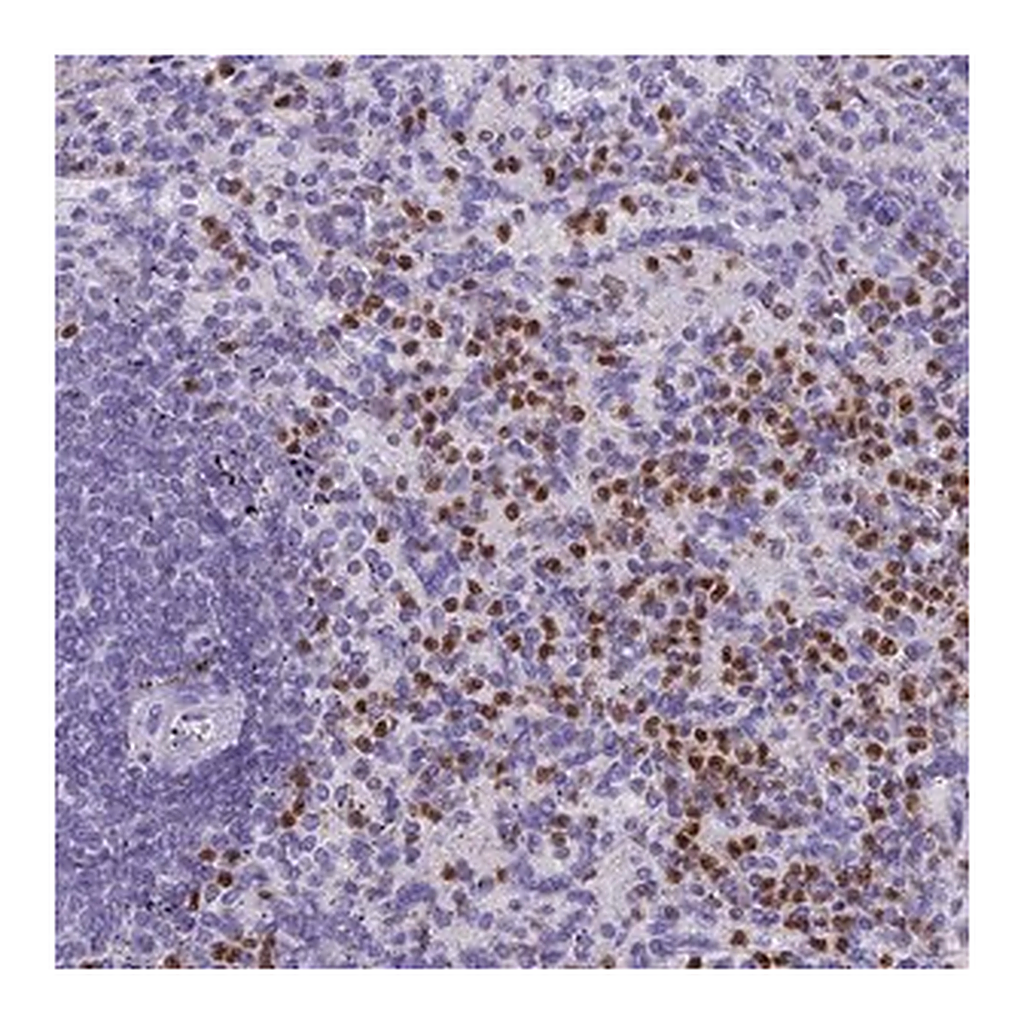 Merck Anti-IL17B antibody produced in rabbit