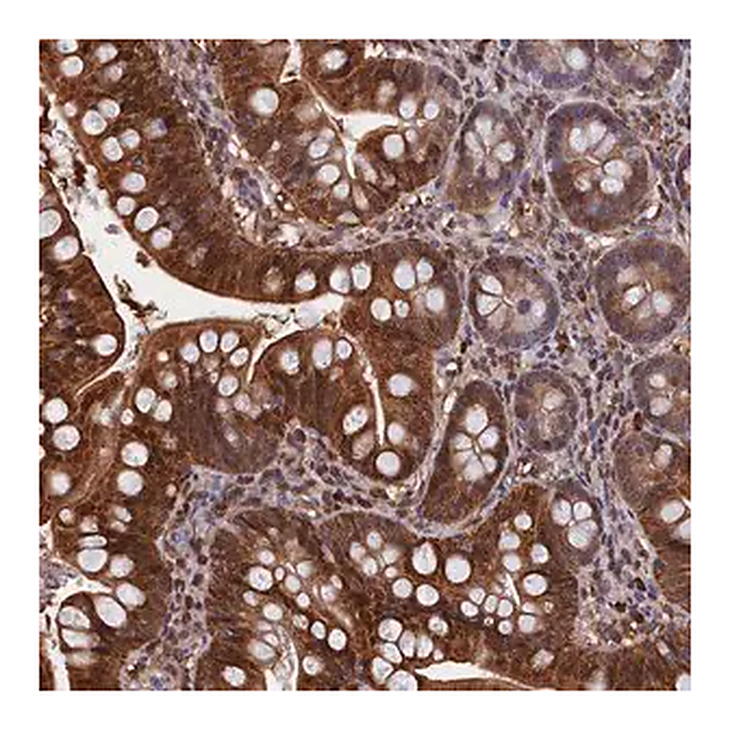 Merck Anti-CRIP1 antibody produced in rabbit