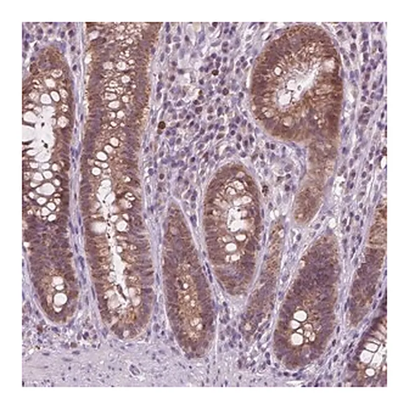 Merck Anti-TTC9B antibody produced in rabbit