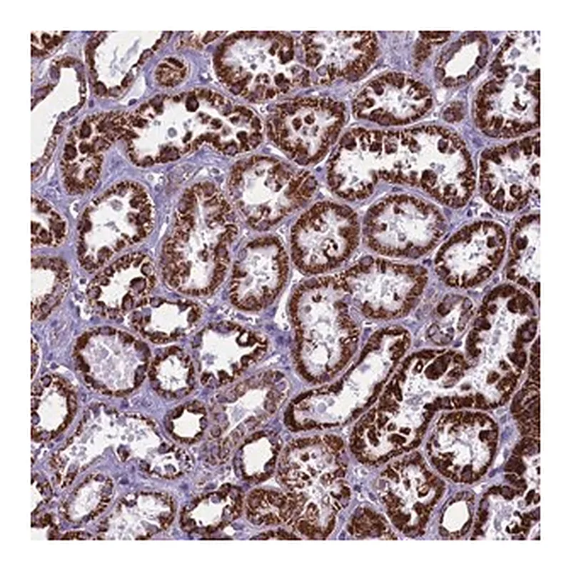 Merck Anti-ICA1L antibody produced in rabbit