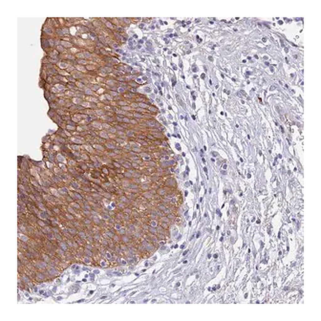 Merck Anti-GK5 antibody produced in rabbit