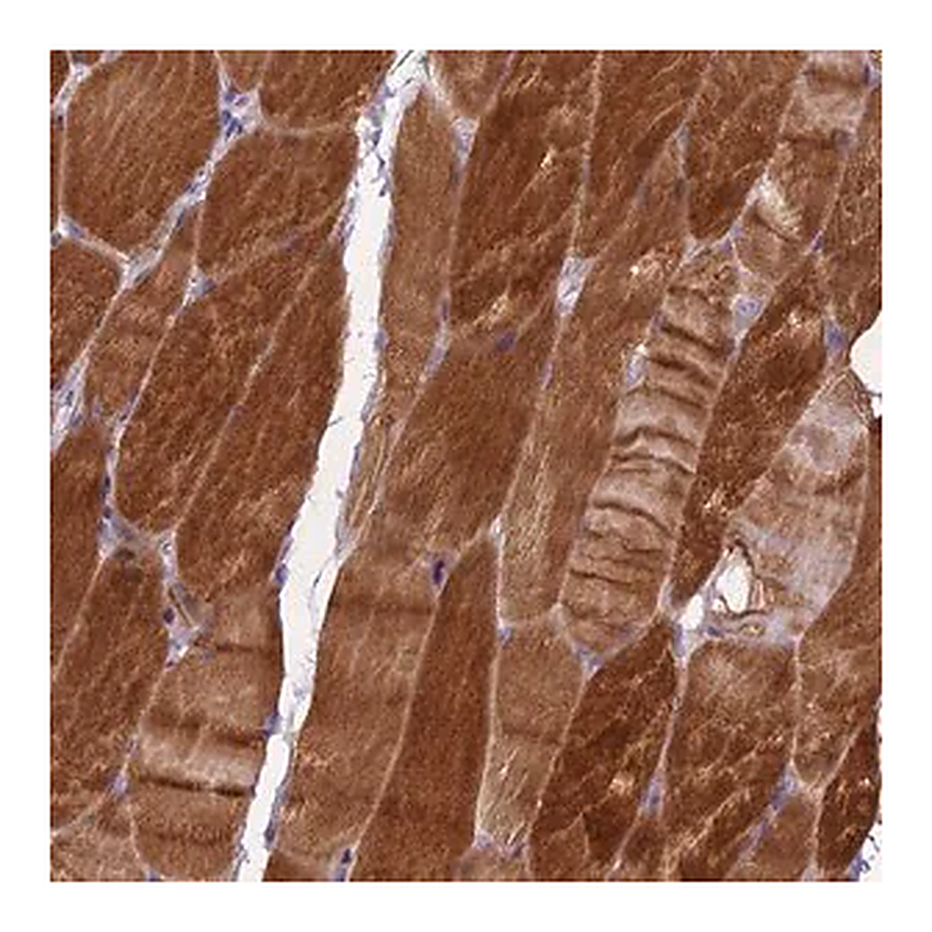 Merck Anti-MEMO1 antibody produced in rabbit