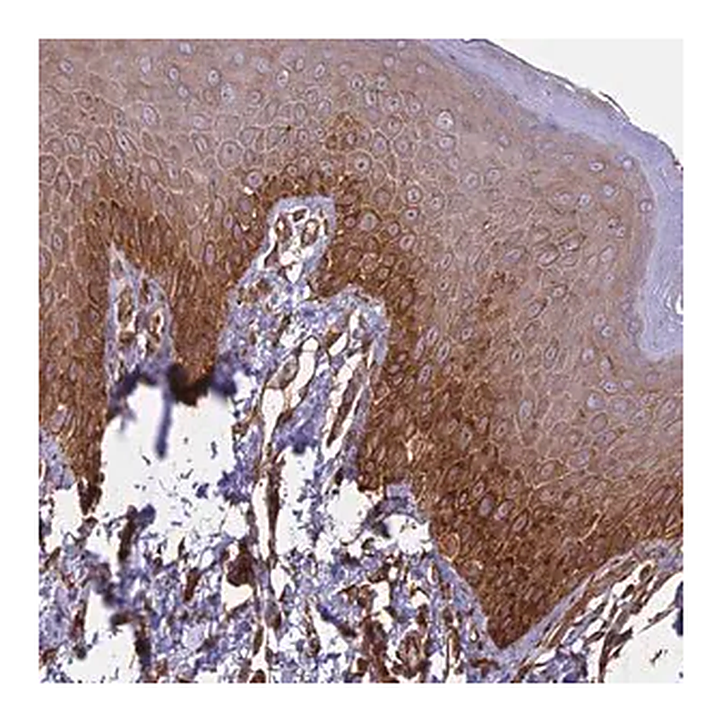Merck Anti-CCDC148 antibody produced in rabbit