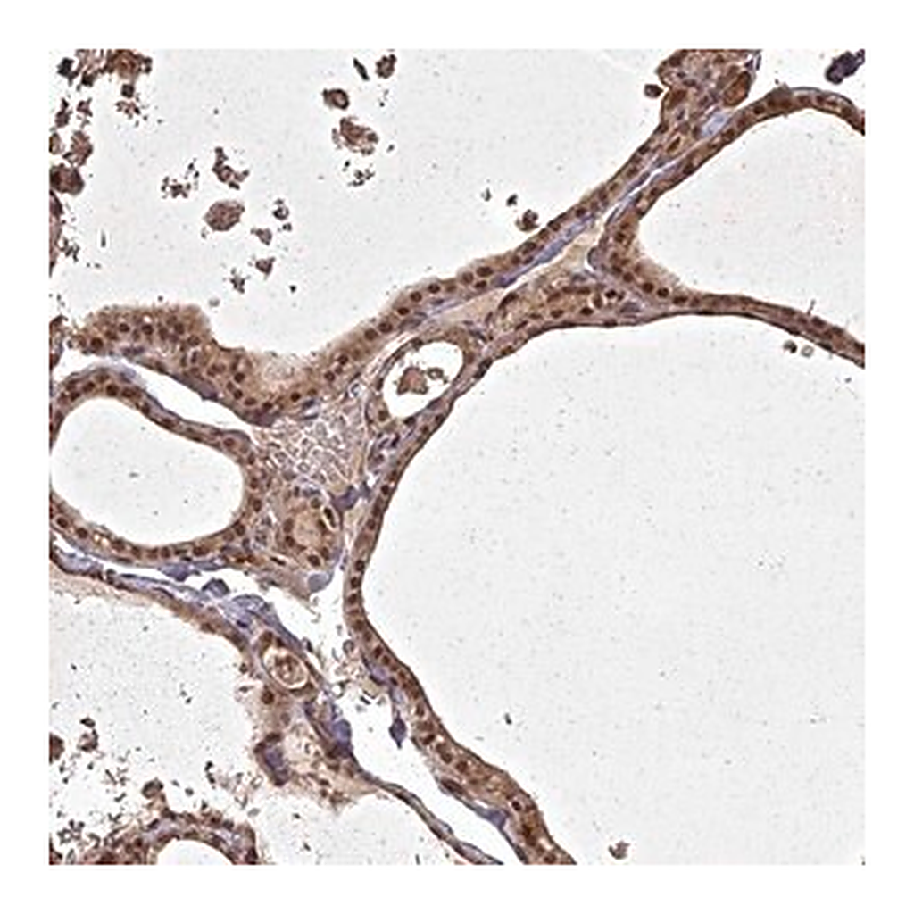 Merck Anti-ING5 antibody produced in rabbit