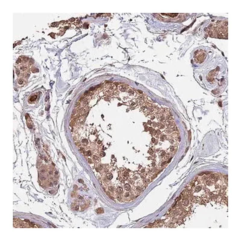 Merck Anti-SAC3D1 antibody produced in rabbit