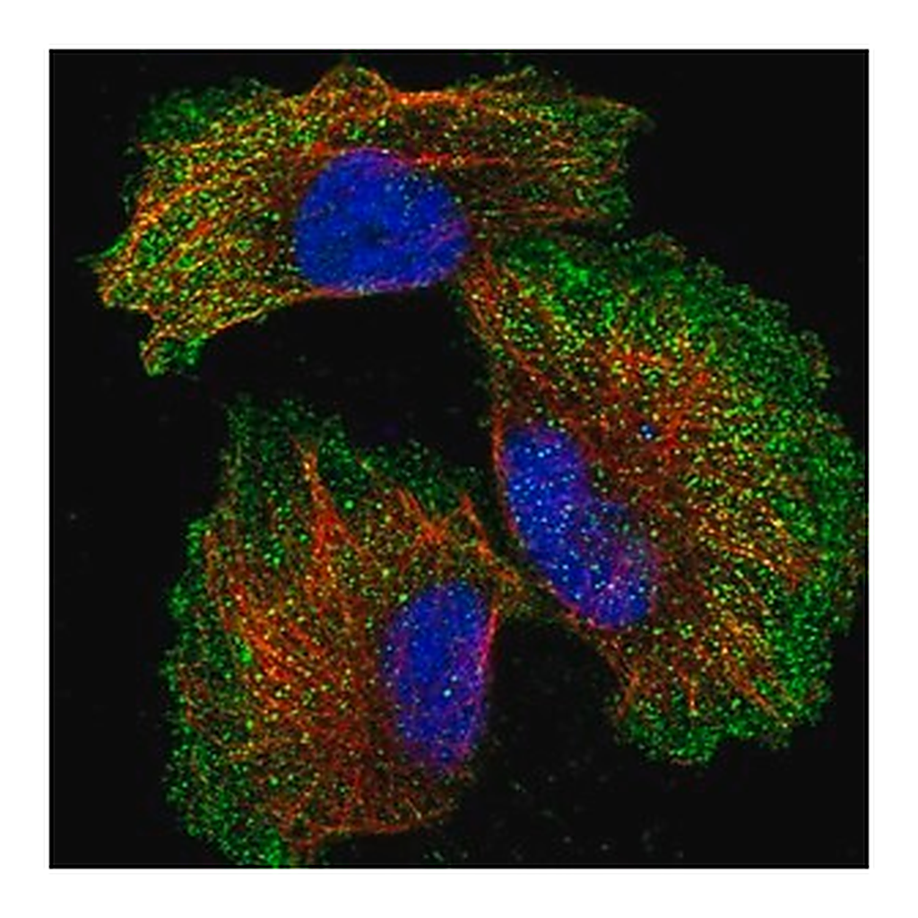 Merck Anti-ZNF706 antibody produced in rabbit