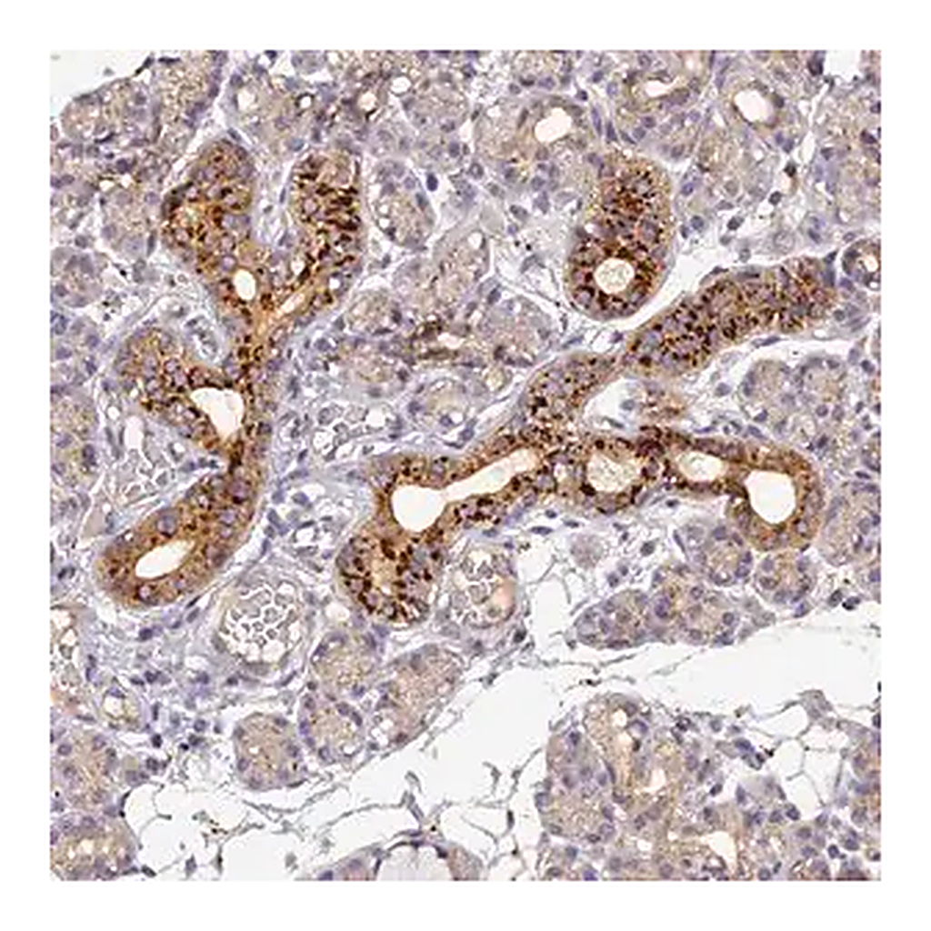 Merck Anti-FNIP2 antibody produced in rabbit