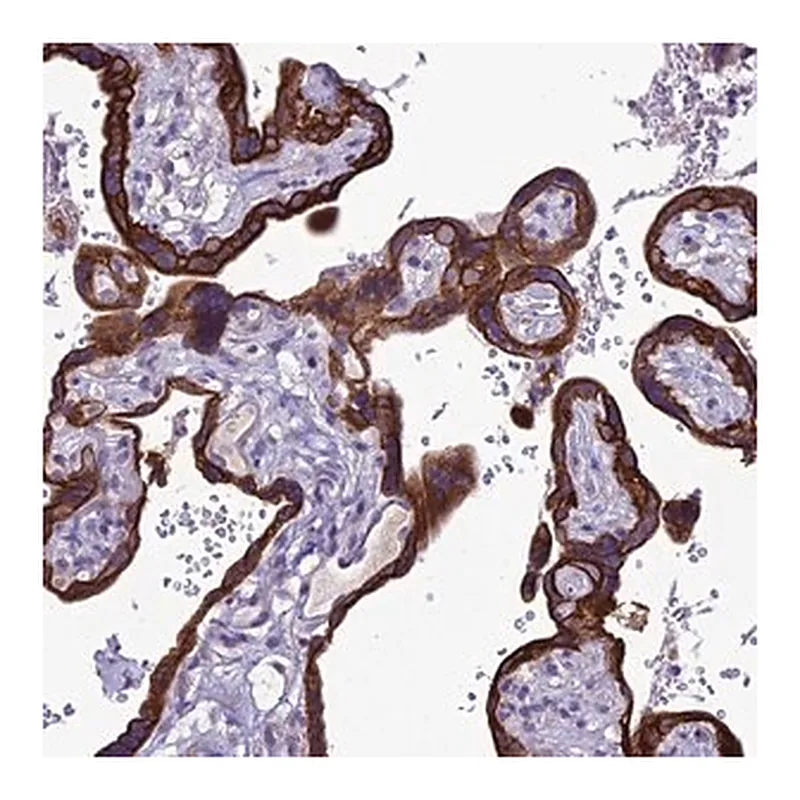 Merck Anti-C20orf202 antibody produced in rabbit