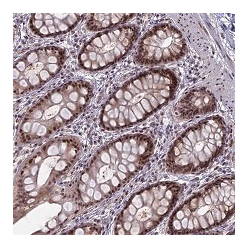 Merck Anti-FAM131A antibody produced in rabbit