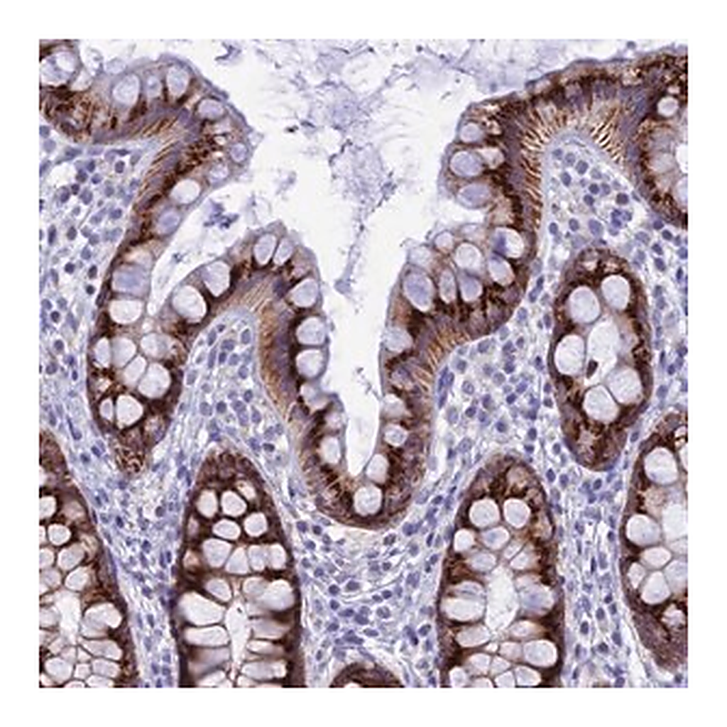 Merck Anti-NXPE4 antibody produced in rabbit