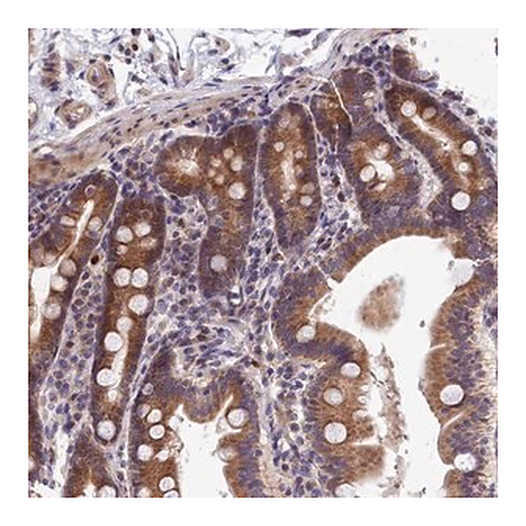 Merck Anti-EPB41L4B antibody produced in rabbit