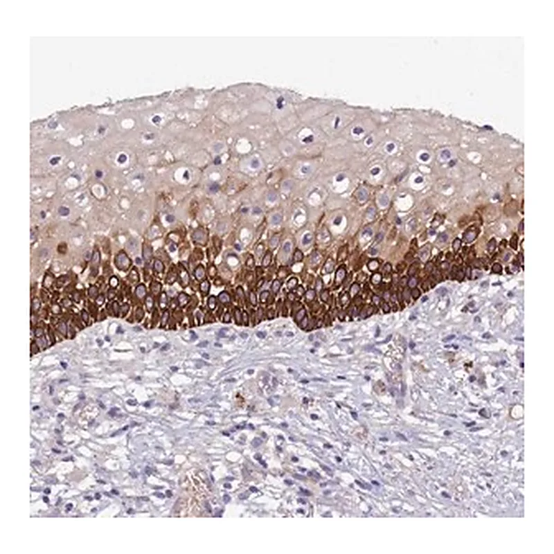 Merck Anti-CCDC157 antibody produced in rabbit
