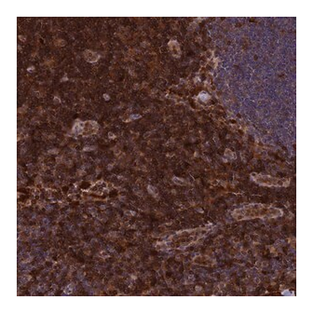Merck Anti-BLVRA antibody produced in rabbit