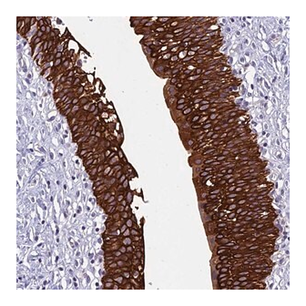 Merck Anti-RBM41 antibody produced in rabbit