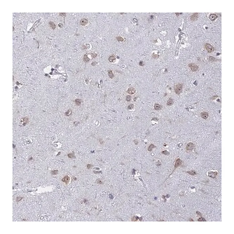 Merck Anti-RPS19BP1 antibody produced in rabbit