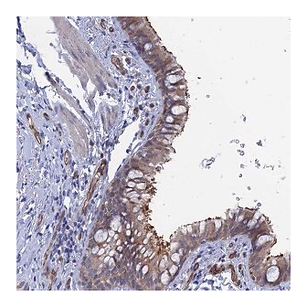 Merck Anti-ARAP3 antibody produced in rabbit
