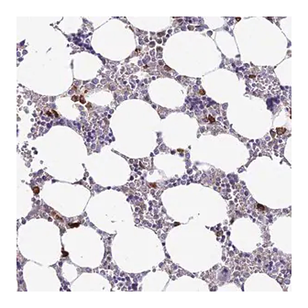 Merck Anti-NLRP12 antibody produced in rabbit