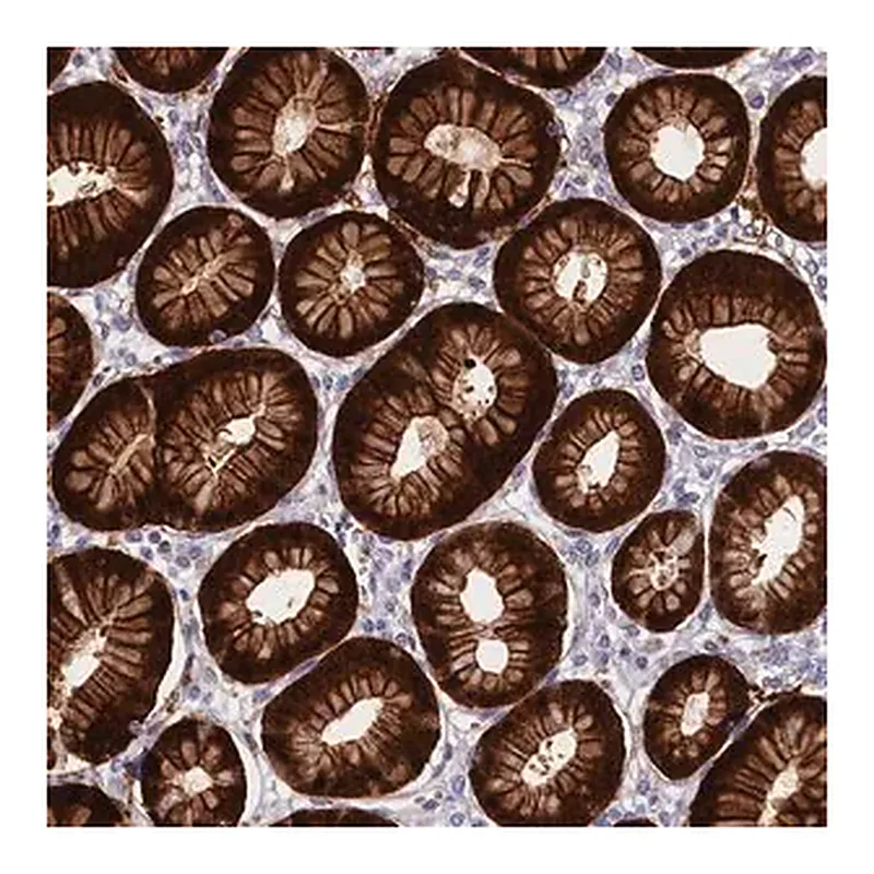 Merck Anti-ABCC12 antibody produced in rabbit