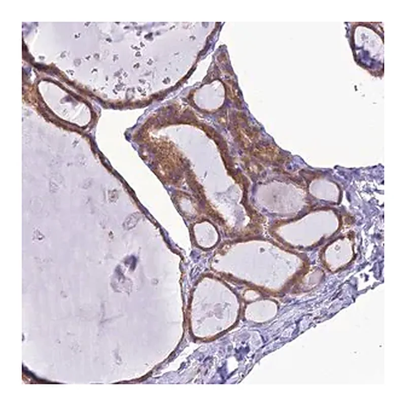 Merck Anti-RNF126 antibody produced in rabbit
