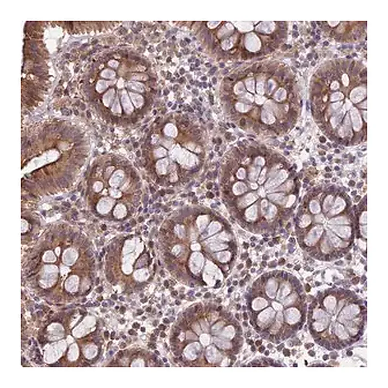 Merck Anti-DMRTA2 antibody produced in rabbit