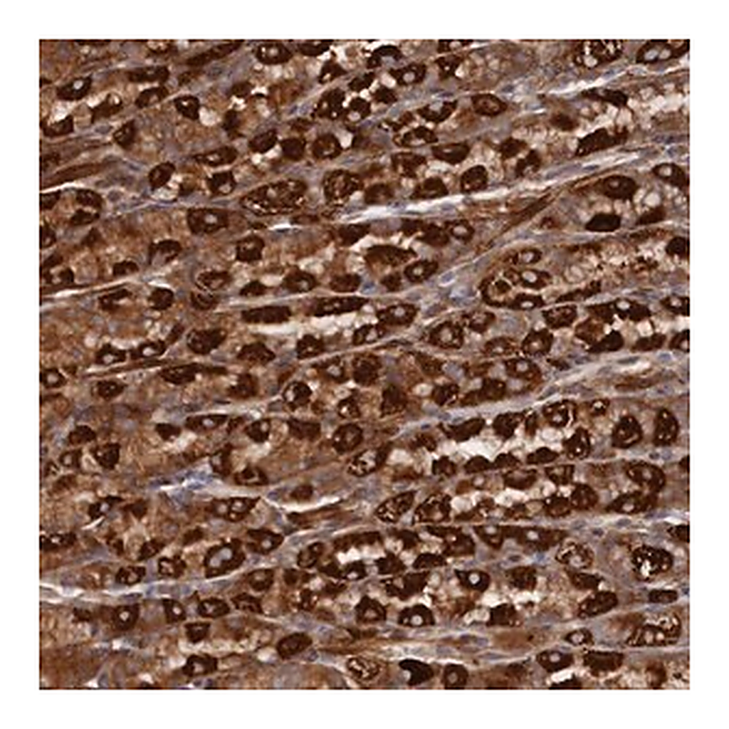 Merck Anti-TMEM196 antibody produced in rabbit