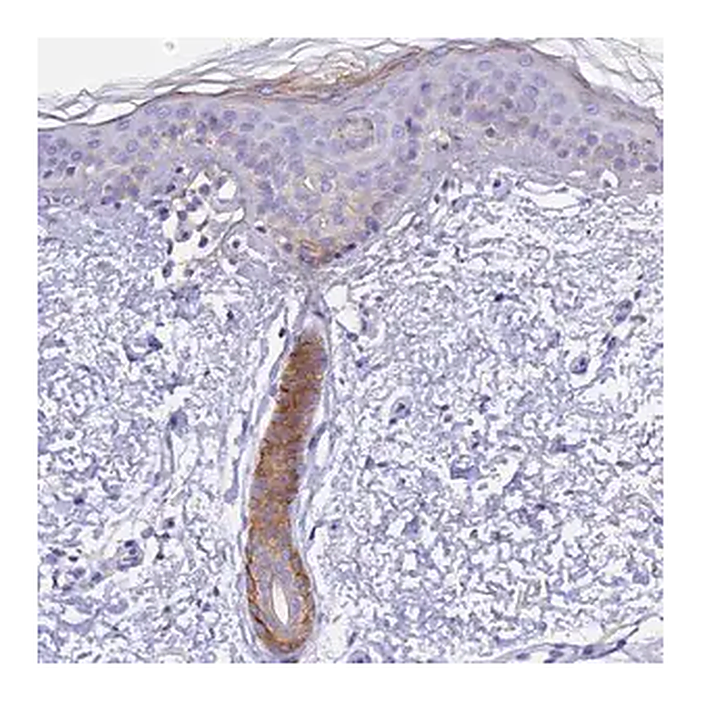 Merck Anti-COL6A5 antibody produced in rabbit