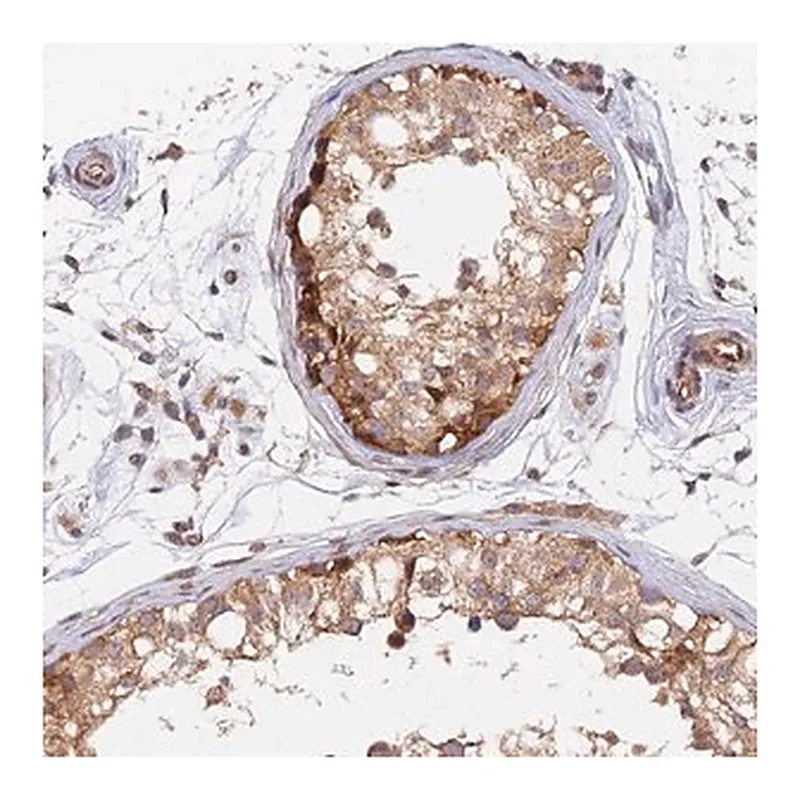Merck Anti-WDR41 antibody produced in rabbit