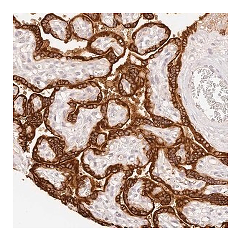Merck Anti-TRIM45 antibody produced in rabbit