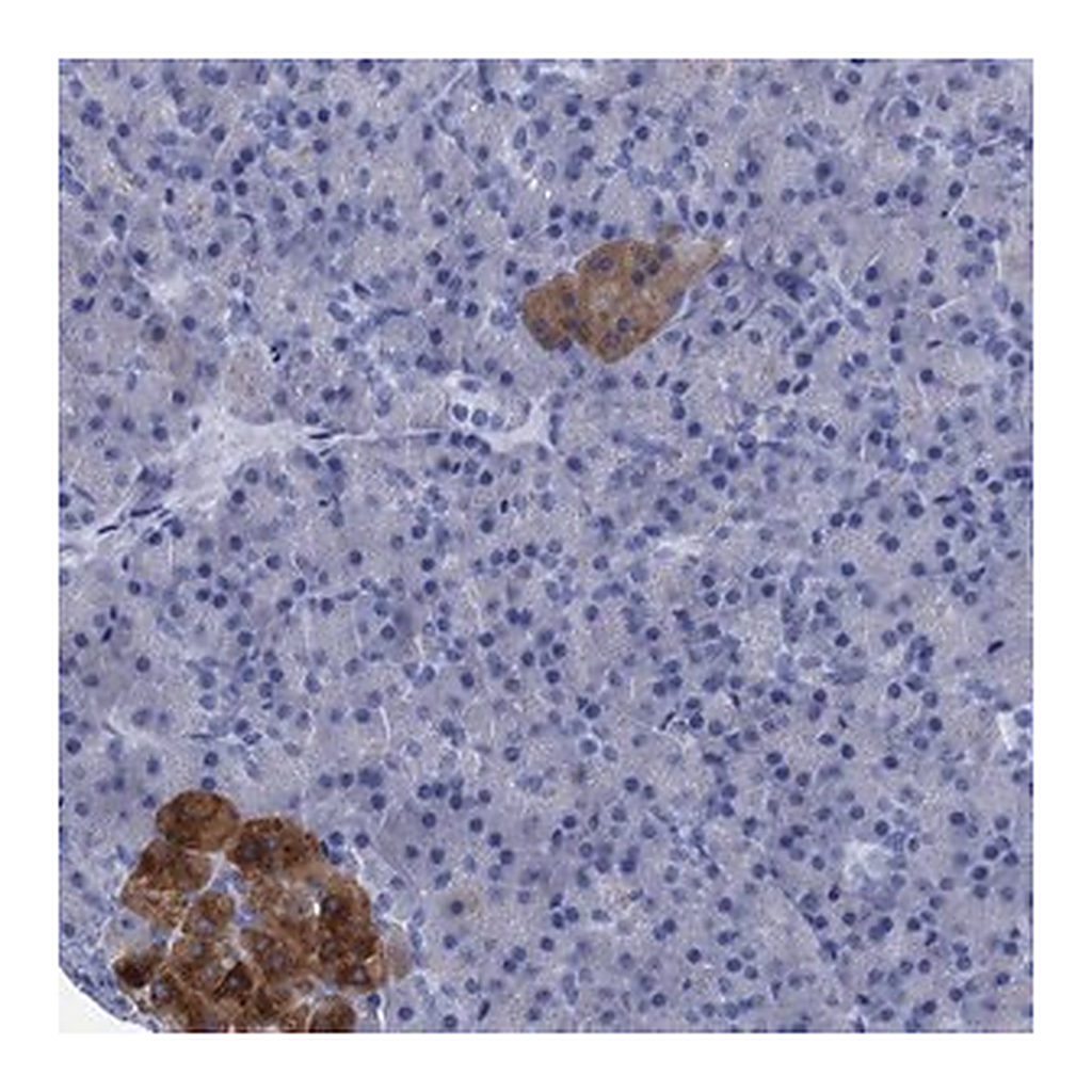 Merck Anti-FOXR2 antibody produced in rabbit