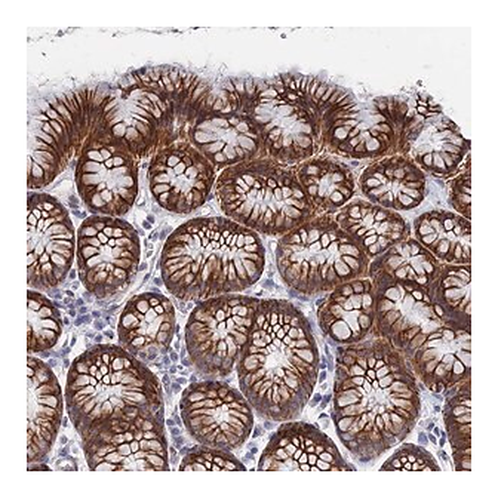 Merck Anti-IL7 antibody produced in rabbit