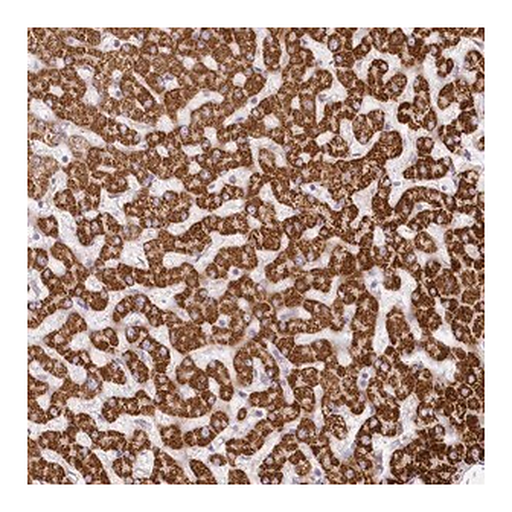 Merck Anti-CCDC30 antibody produced in rabbit