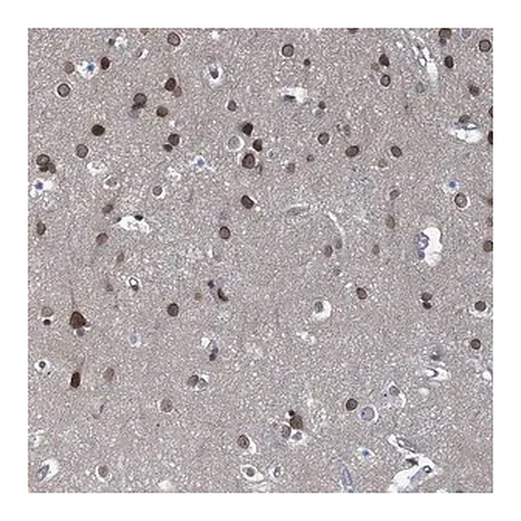 Merck Anti-CCDC34 antibody produced in rabbit