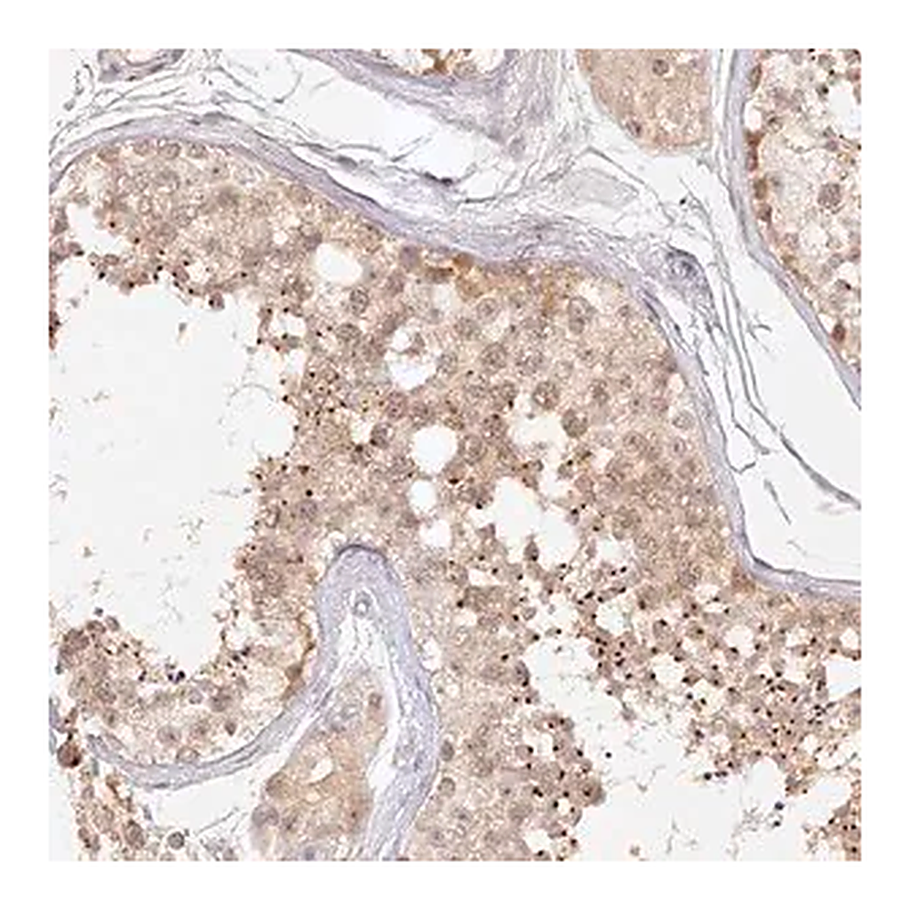 Merck Anti-ELL3 antibody produced in rabbit