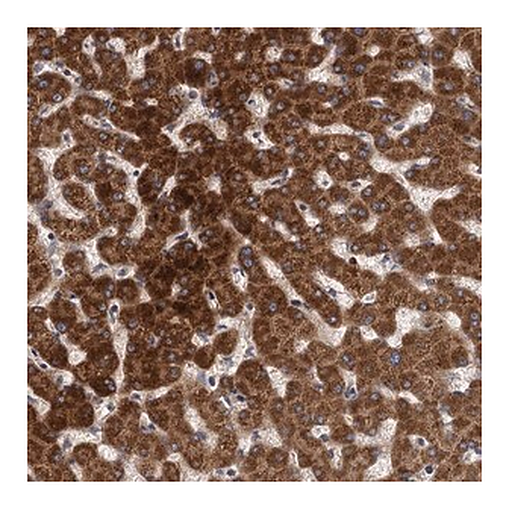 Merck Anti-BCS1L antibody produced in rabbit