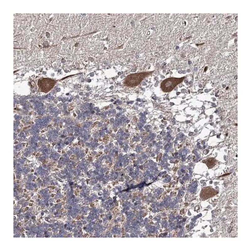 Merck Anti-DYDC1 antibody produced in rabbit