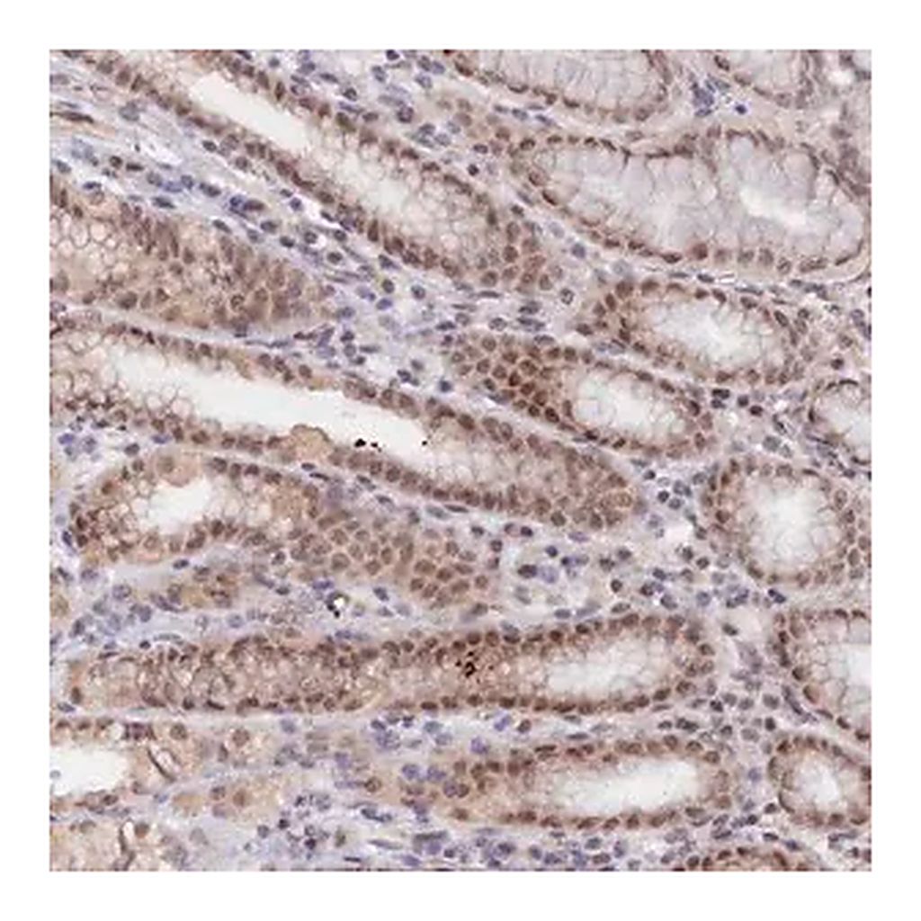 Merck Anti-ANAPC4 antibody produced in rabbit