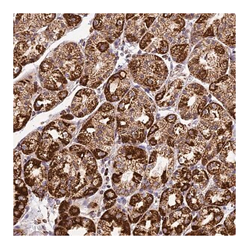 Merck Anti-STK17A antibody produced in rabbit