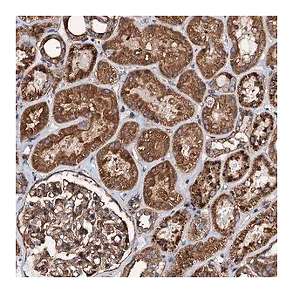 Merck Anti-INTS10 antibody produced in rabbit