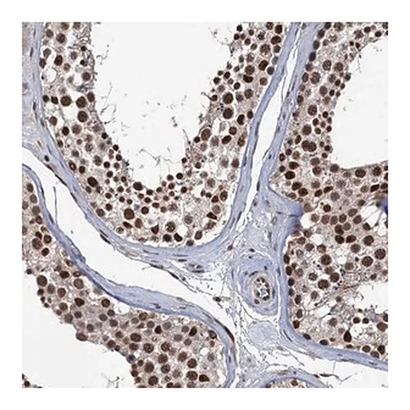 Merck Anti-RASSF4 antibody produced in rabbit