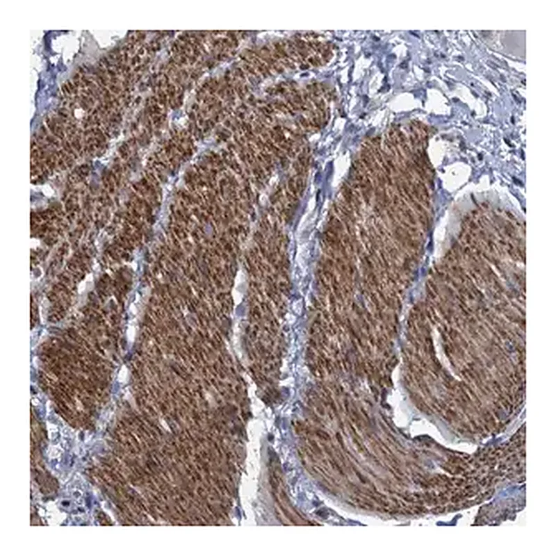 Merck Anti-ESYT3 antibody produced in rabbit