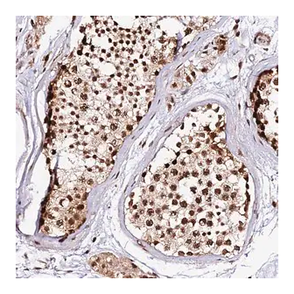 Merck Anti-MCRS1 antibody produced in rabbit
