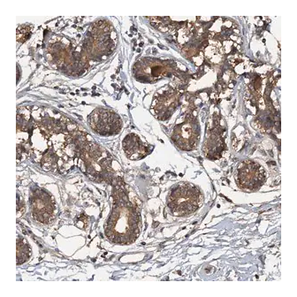 Merck Anti-HAPLN3 antibody produced in rabbit