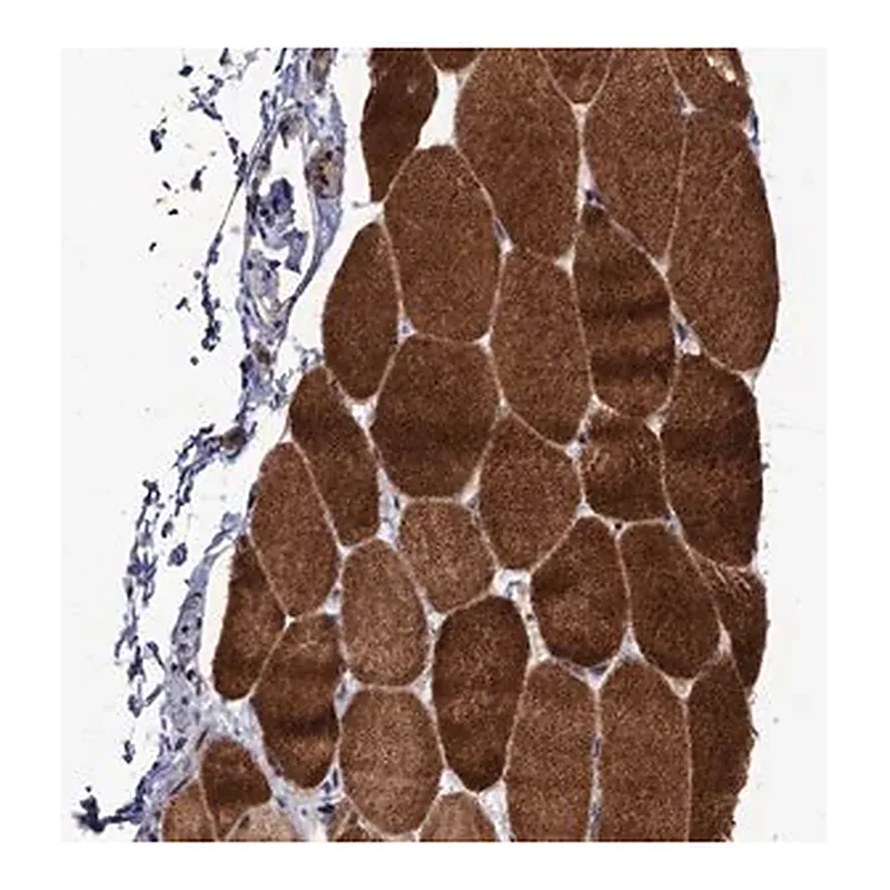 Merck Anti-LRRC63 antibody produced in rabbit