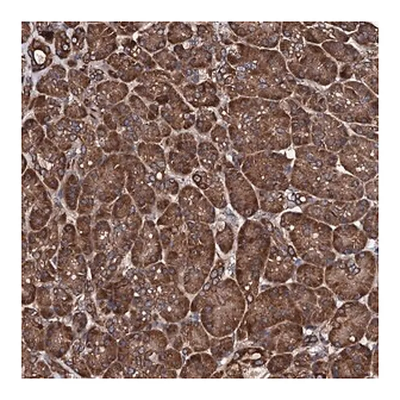 Merck Anti-CKAP5 antibody produced in rabbit