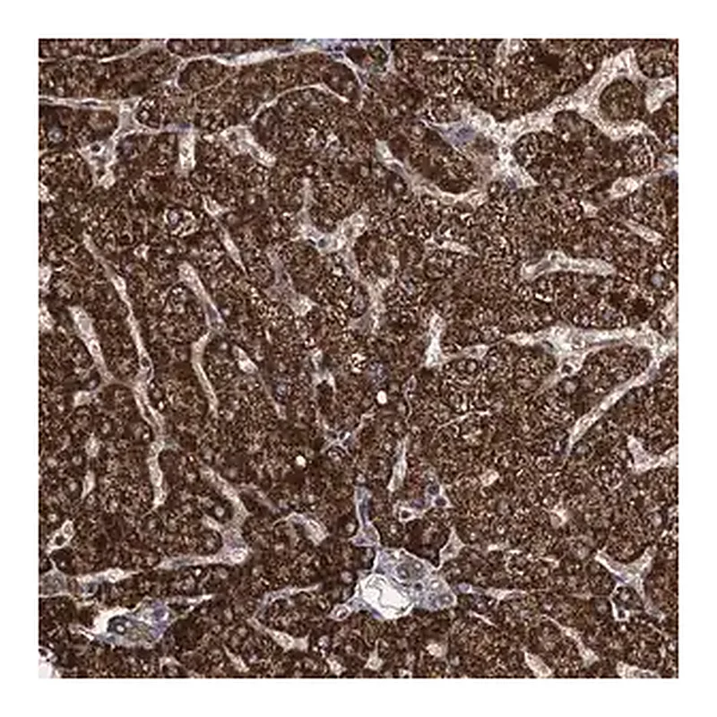 Merck Anti-PGGHG antibody produced in rabbit