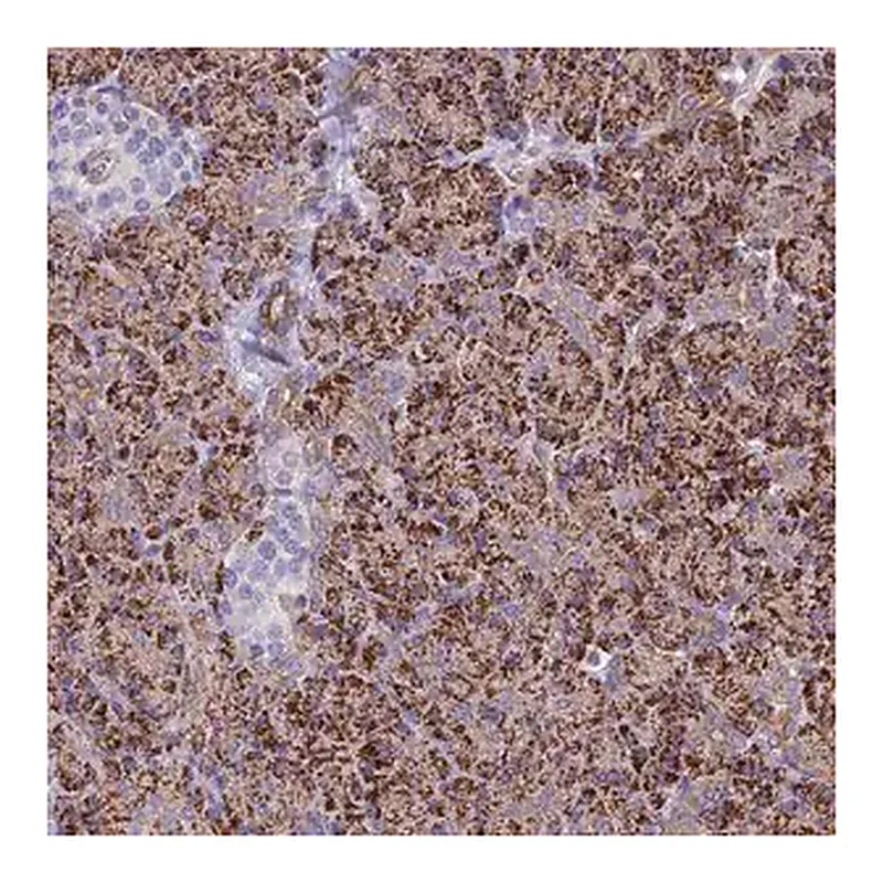 Merck Anti-ALDH1L2 antibody produced in rabbit