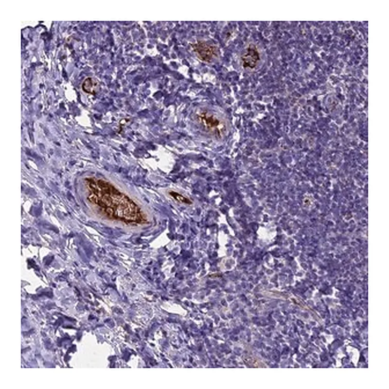 Merck Anti-TCP11L2 antibody produced in rabbit