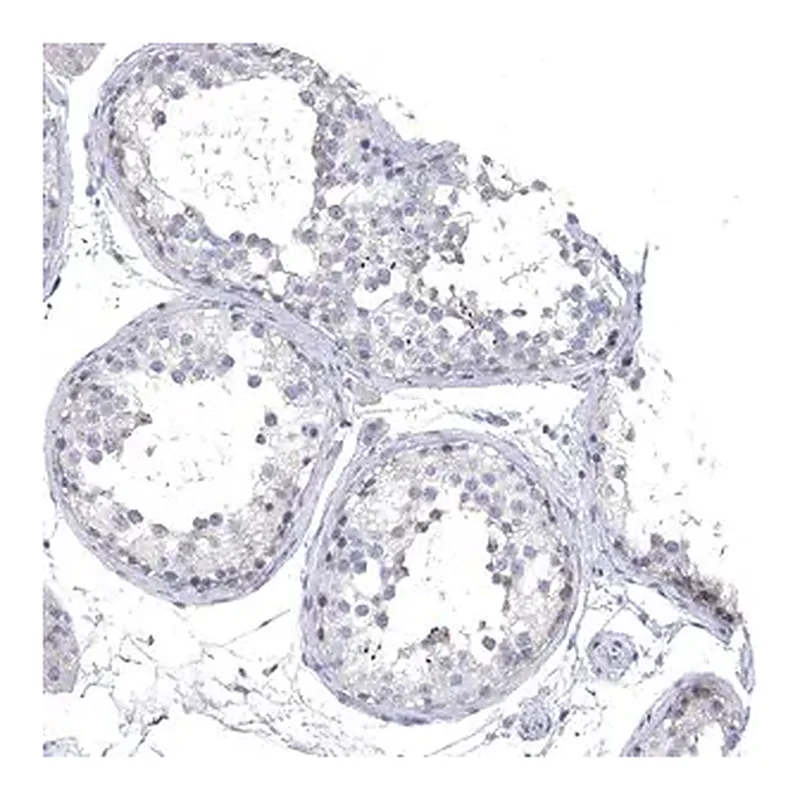 Merck Anti-NLRP14 antibody produced in rabbit